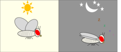 Cartoon of activity: rest rhythms in fruit fly Drosophila. CC-BY Vinodh Ilangovan