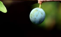 How planetary and human health are affected by our daily dietary choices