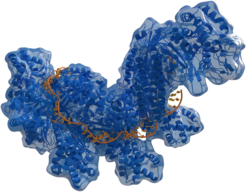 CRISPR RNA-guided surveillance complex (Cas, blue) bound to a DNA target (orange) by Thomas Splettstoesser (www.scistyle.com).