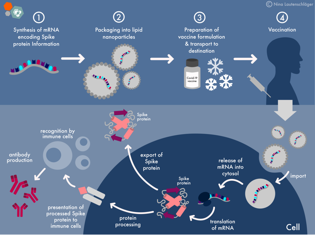 research on mrna vaccines